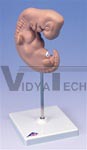 Embryo, 25 times life size Pregnancy Model